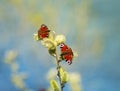 pair of beautiful butterflies collect nectar in the spring wit