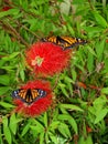 A Pair of the beautiful butterfly Danaus Plexippus Royalty Free Stock Photo