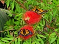 A Pair of the beautiful butterfly Danaus Plexippus Royalty Free Stock Photo