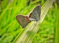 A pair of beautiful Cupido argiades butterflies perched on the grass