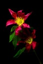 Pair of beautiful dark pink clematis flowers on dark background