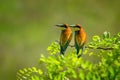 Pair of beautiful european bee eater birds Merops Apiaster Royalty Free Stock Photo