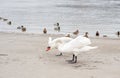 Pair of beautiful free graceful wild white mute swans bird eating in the nature feeling calm