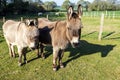 A pair of donkeys at Fore Wood Animal Sanctuary