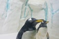 Pair of beautiful Gentoo penguins Pygoscelis papua at zoo on ice background