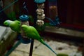 A pair beautiful green parakeet on a bird feeder