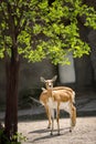 Pair of beautiful impala