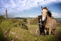 A pair of beautiful Irish horses and ancient round tower