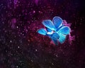 Pair of beautiful little blue butterfly fairy sitting on purple Royalty Free Stock Photo