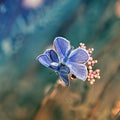 pair of beautiful little blue butterfly sitting on a bright summer meadow Royalty Free Stock Photo