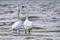 Pair of beautiful mute swans Cygnus olor