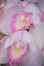 Pastel Orchids Royalty Free Stock Photo