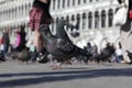 Pair of beautiful pigeons in Piazza San Marco St Mark`s Square in Venice. Close-up, selective focus Royalty Free Stock Photo