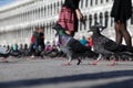 A pair of beautiful pigeons walk along Piazza San Marco in Venice. Close-up, selective focus Royalty Free Stock Photo