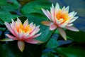 Pair of beautiful pink water lilies covered in dew drops after heavy rain.