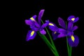 Two beautiful purple iris flowers on black background Royalty Free Stock Photo