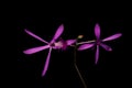 Pair of a beautiful purple orchid flower. Royalty Free Stock Photo