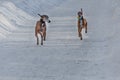 The pair of beautiful red Italian Greyhound dogs with a ball in brown leather collars is on a snowy road in winter