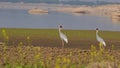 A pair of beautiful Sarus Cranes