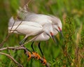 Pair of Snowy Egrets pose on tree branch in rookery Royalty Free Stock Photo