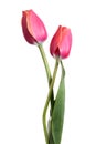 Pair beautiful spring flowers. Tulips isolated on white background. Valentines card Royalty Free Stock Photo