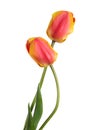 Pair beautiful spring flowers. Tulips isolated on white background