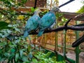 Pair of beautiful stock dove birds. Two birds sitting on the branch. Two beautiful birds in green habitat