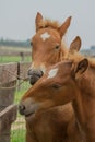 A pair of beautiful Suffolk Punch foals