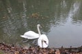 A pair of beautiful swans.