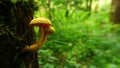 Beautiful and unusual mushrooms Leucopholiota lignicola. Royalty Free Stock Photo