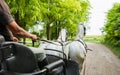 Pair of beautiful white horses view from carriage Royalty Free Stock Photo