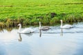 Pair of beautiful white Mute swans, Cygnus olor Royalty Free Stock Photo