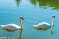 Pair of beautiful white swans on a pond Royalty Free Stock Photo