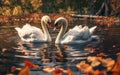 A pair of beautiful white swans are swimming in the lake among the leaves Royalty Free Stock Photo