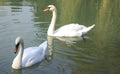 Pair of beautiful white swans swimming in the lake on a summer day. Royalty Free Stock Photo