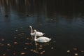 A pair of beautiful white swans on the water. Two graceful white swans swim in the dark water lake Royalty Free Stock Photo