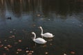 A pair of beautiful white swans on the water. Two graceful white swans swim in the dark water lake Royalty Free Stock Photo