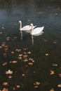 A pair of beautiful white swans on the water. Two graceful white swans swim in the dark water lake Royalty Free Stock Photo