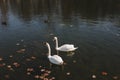 A pair of beautiful white swans on the water. Two graceful white swans swim in the dark water lake Royalty Free Stock Photo