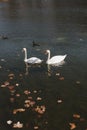 A pair of beautiful white swans on the water. Two graceful white swans swim in the dark water lake Royalty Free Stock Photo