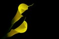 Soft and sensual pair of yellow calla lilies on black background Royalty Free Stock Photo