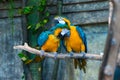 A pair of beautiful yellow macaw parrots Royalty Free Stock Photo