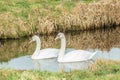 Pair of beautiful young white Mute swans, Cygnus olor Royalty Free Stock Photo