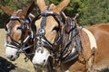 Two harnessed mules ready for work