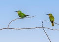 A Pair of Bee eater perching on a tree Royalty Free Stock Photo