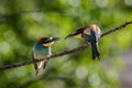 Pair of bee-eaters on branch