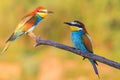 Pair of bee-eaters sitting on a dry branch Royalty Free Stock Photo