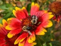 Busy Bees Gathering Pollen