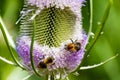 Pair of bees gathering pollen on flower