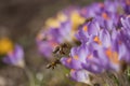 Pair of bees to a flower violet crocus Royalty Free Stock Photo